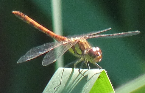 sympetrum sanguineum o fonscolombii?